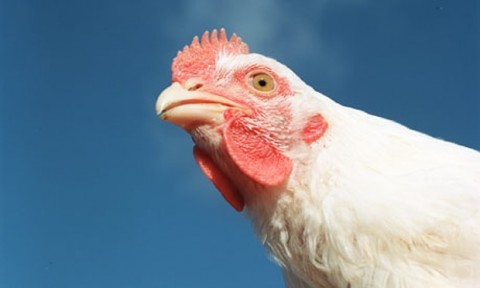 Portrait of a Chicken