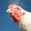 Portrait of a Chicken