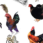 A poster of imaginary breeds of chicken from Ben Frimet