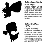 A descriptive list to accompany the imaginary chicken breeds poster